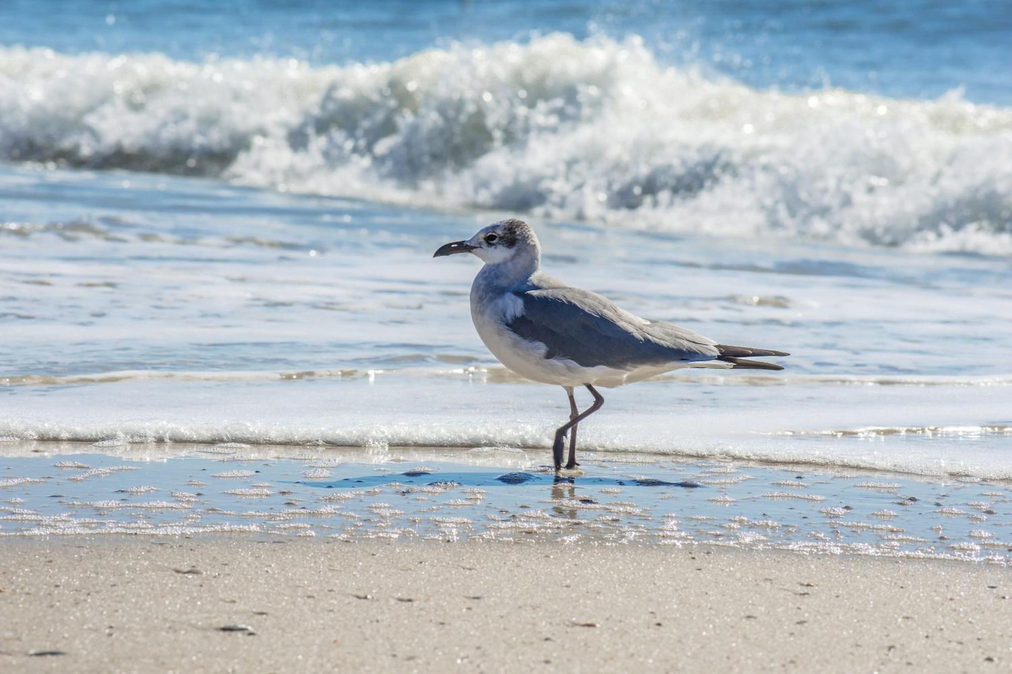 Direct Gulf Views With Deeded Beach Access Gulf Shores Dış mekan fotoğraf