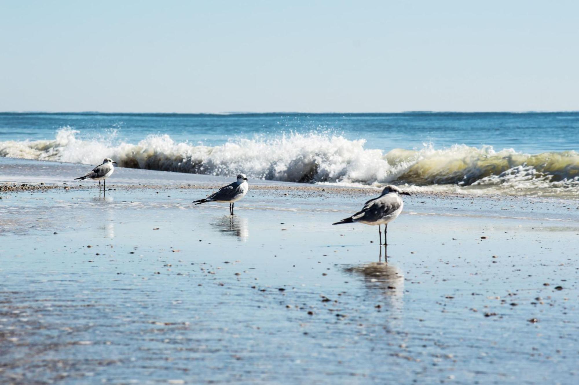 Direct Gulf Views With Deeded Beach Access Gulf Shores Dış mekan fotoğraf